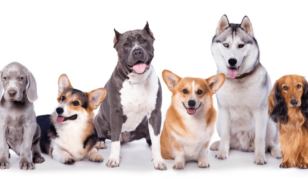 Dog Events in Phoenix